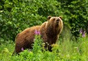 Photo of grizzly amongst the fireweed